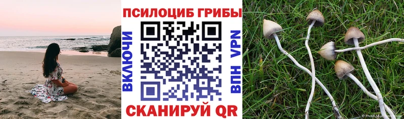 Галлюциногенные грибы Psilocybine cubensis купить наркоту Артёмовск